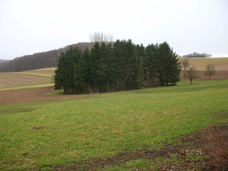 Panellus patellaris     (Fr.)      Konrad & Maubl